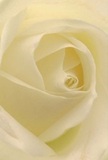 This intimate view draws you to the heart of a creamy white rose: its petals unfurl with an almost dreamlike softness, as if you're enveloped by the bloom itself while standing in a Streatham florist's workshop. Gentle spirals invite touch and imagination-silky, cool, and almost translucent, catching the pale morning light that might filter from the windows of a shop near Streatham Green. Shadows curl quietly between each fold, lending depth and a subtly dramatic tenderness. There's a calm radiance to the scene, one that stirs the spirit with thoughts of fresh beginnings, quiet contemplation, or profound admiration. As a florist in Streatham, I see this rose as the epitome of grace, perfect for conveying sympathy, honest affection, or the hope of a new chapter. Its barely-there fragrance seems to linger on the air, soft and reassuring, while the artisanal arrangement reveals the care that's woven into every local delivery. Captured in close perspective, this image is more than a flower-it's a tender moment, cherished memory, and a reflection of heartfelt artistry in Streatham's blooming heart.